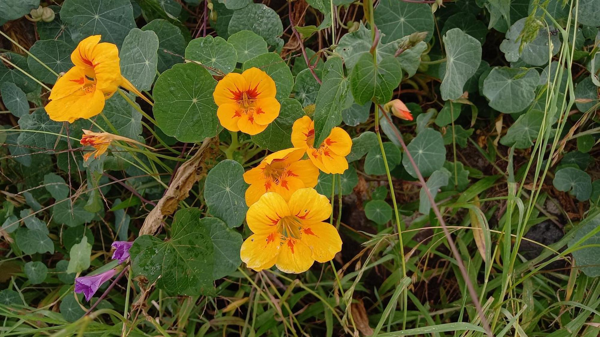 Calacali Finca Petrona מראה חיצוני תמונה